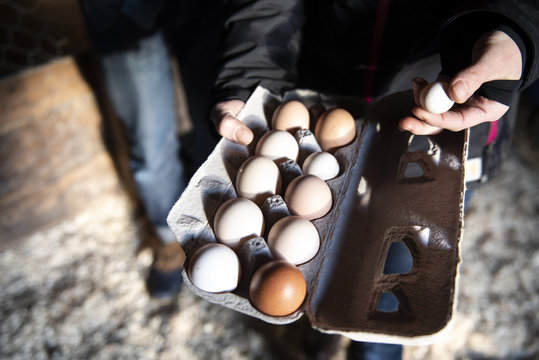 A dozen fresh eggs