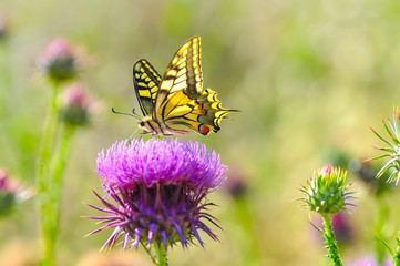 Closeup   beautiful butterfly sitting on flower