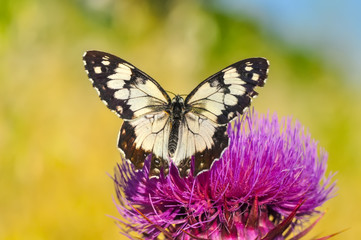 Obraz premium Closeup beautiful butterfly sitting on flower