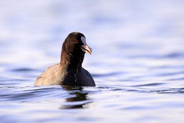 Eurasian Coot ( Fulica Atra ) eating vegetation