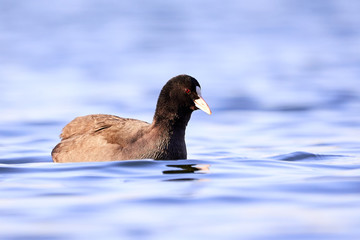 Eurasian Coot ( Fulica Atra ) swimming in the lake
