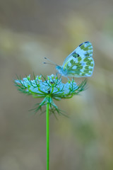 Closeup   beautiful butterfly sitting on flower