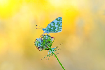 Closeup   beautiful butterfly sitting on flower