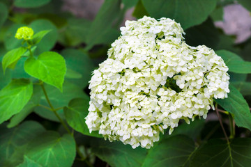 Blooming white Annabelle Hydrangea arborescens