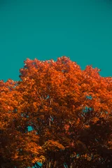 Acrylglasbilder Braun Turquoise sky and orange treetop  © Emilie