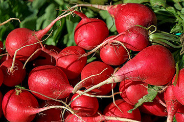 Red Radish Bunch