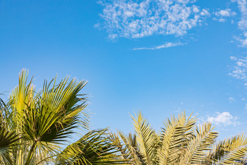 Obraz na płótnie Canvas Palmen unter blauem Himmel