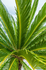 Obraz premium Green leaves of a tropical coconut palm