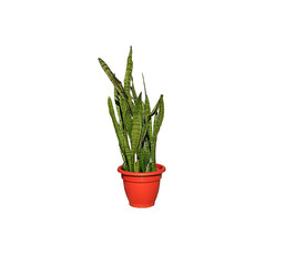 Dracaena trifasciata, Sansevieria plant in a pot, isolated on a white background