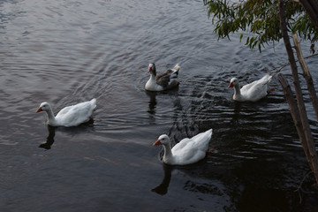 patos