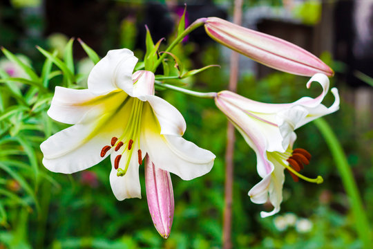 White Lilium regale closeup