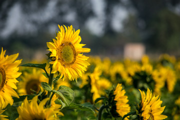 Campo de girasoles, sunflower