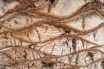 Texture of a palm tree