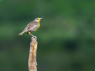 Eastern Meadowlark  Perched on Post on Green Background