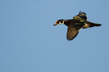 Wood Duck Flying in a Blue Sky