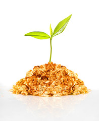 Stack of golden nuggets with green sprout. Financial growth and successful investment concept. Object isolated on white background.