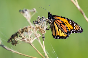 Monarch Butterfly Resting on a Dried Desert Flower