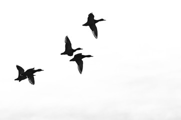 Naklejka premium Flock of Flying Ducks Silhouetted on a White Background