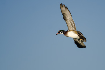 Wood Duck Flying in a Blue Sky