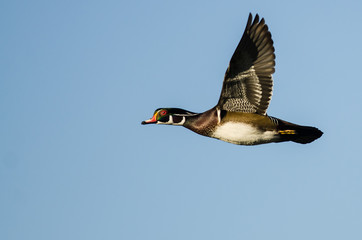 Obraz premium Drewniana kaczka lata w niebieskim niebie