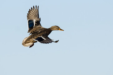 Mallard Duck Flying in a Blue Sky