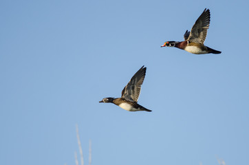 Pair of Wood Ducks Flying in a Blue Sky