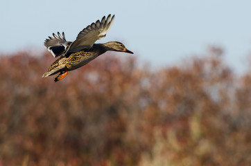 Mallard Duck flying Low Over the Autumn Trees