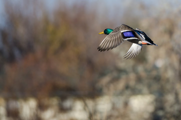 Mallard Duck flying Low Over the Autumn Trees
