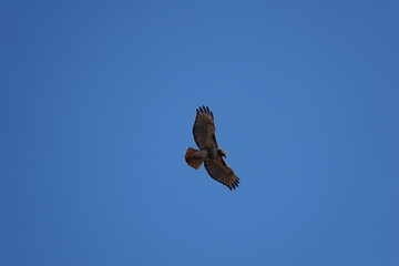 eagle in flight