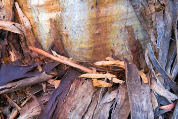 Eucalyptus tree bark texture, colourful natural abstract pattern
