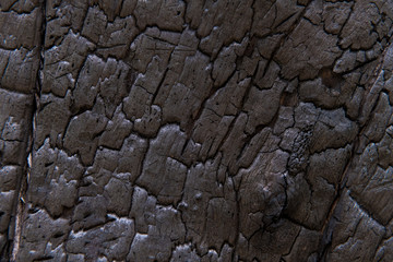 Burned tree trunk, closeup on wooden texture