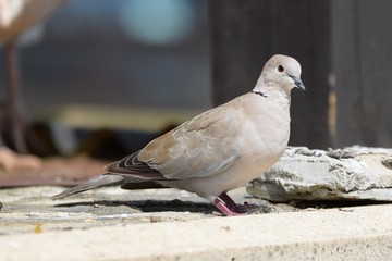 pigeon on a background