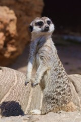 suricata