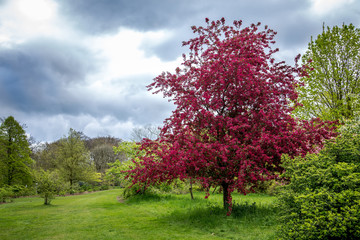 Naklejka premium Pink tree