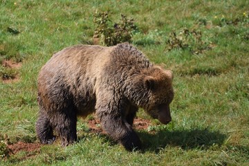 Fototapeta na wymiar oso 