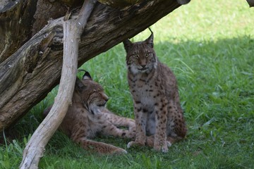linces