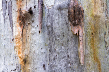 Eucalyptus tree bark texture, colourful natural abstract pattern
