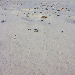 shells on the beach, square for use in social media marketing on Instagram