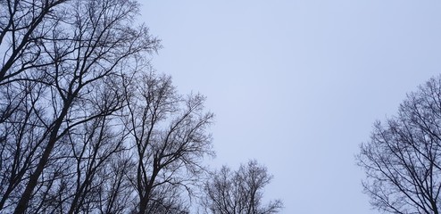 Branches without leaves. Trees in winter. Bare branches.