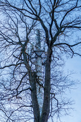 Sendemast und Baum