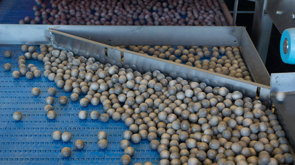 Raw Nuts being processed and roasted by a machine