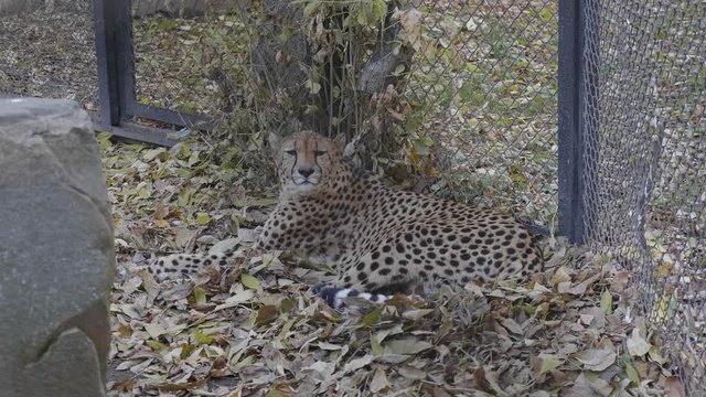 Leopard panthera pardus lying on a green grass under a tree.
