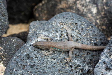 Canary small lizard basks in the sun.