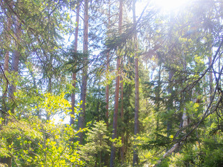 The sun's rays in the trees