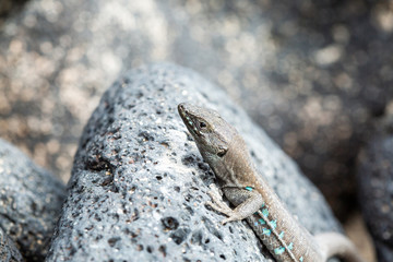 Canary small lizard basks in the sun.