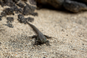 Canary small lizard basks in the sun.