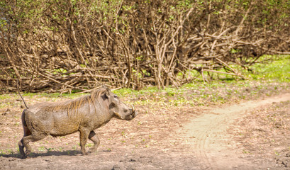 Fototapeta premium Picture of a warthog in Selous Game Reserve, Tanzania, Africa