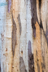 Eucalyptus tree bark texture, colourful natural abstract pattern