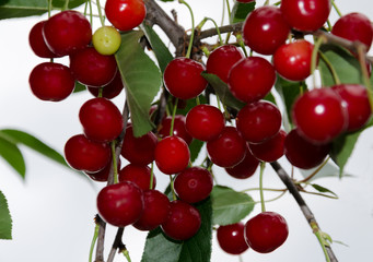 ripe cherry berry on a tree branch