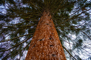 Bottom view  to the tree top of a single big redwood tree. Looking up with trunk close-up